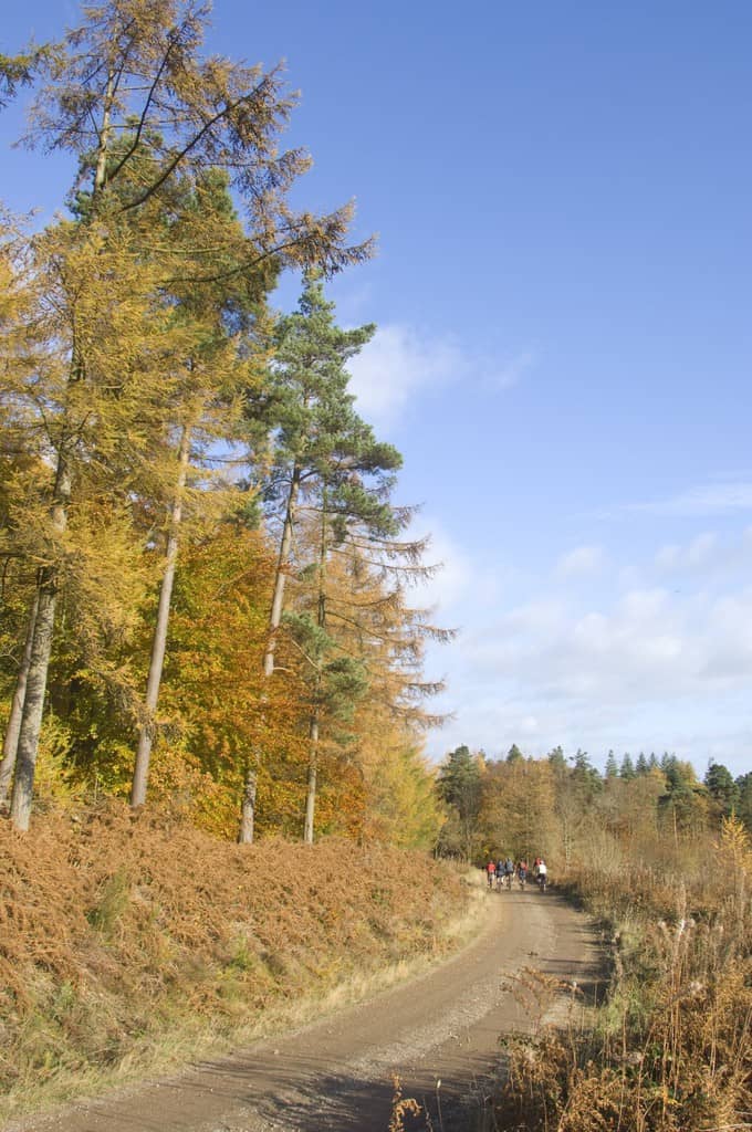 TEMPORARY FOREST PATH DIVERSIONS