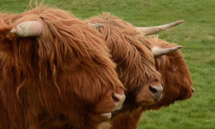 Scottish Land Matching Service Launched
