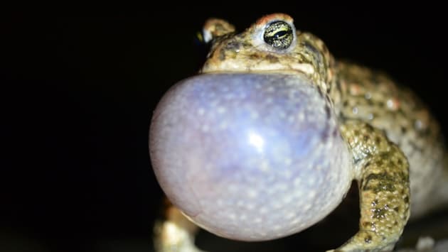Have you heard this toad in Dumfries and Galloway?