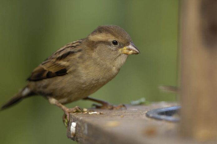HOUSE SPARROW STILL NUMBER 1 AT SCOTLANDS BIG GARDEN BIRDWATCH